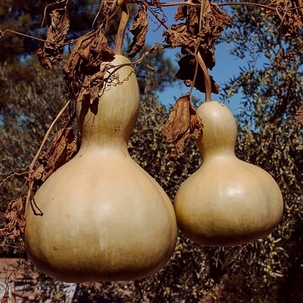 Calabaza: una planta con muchos usos