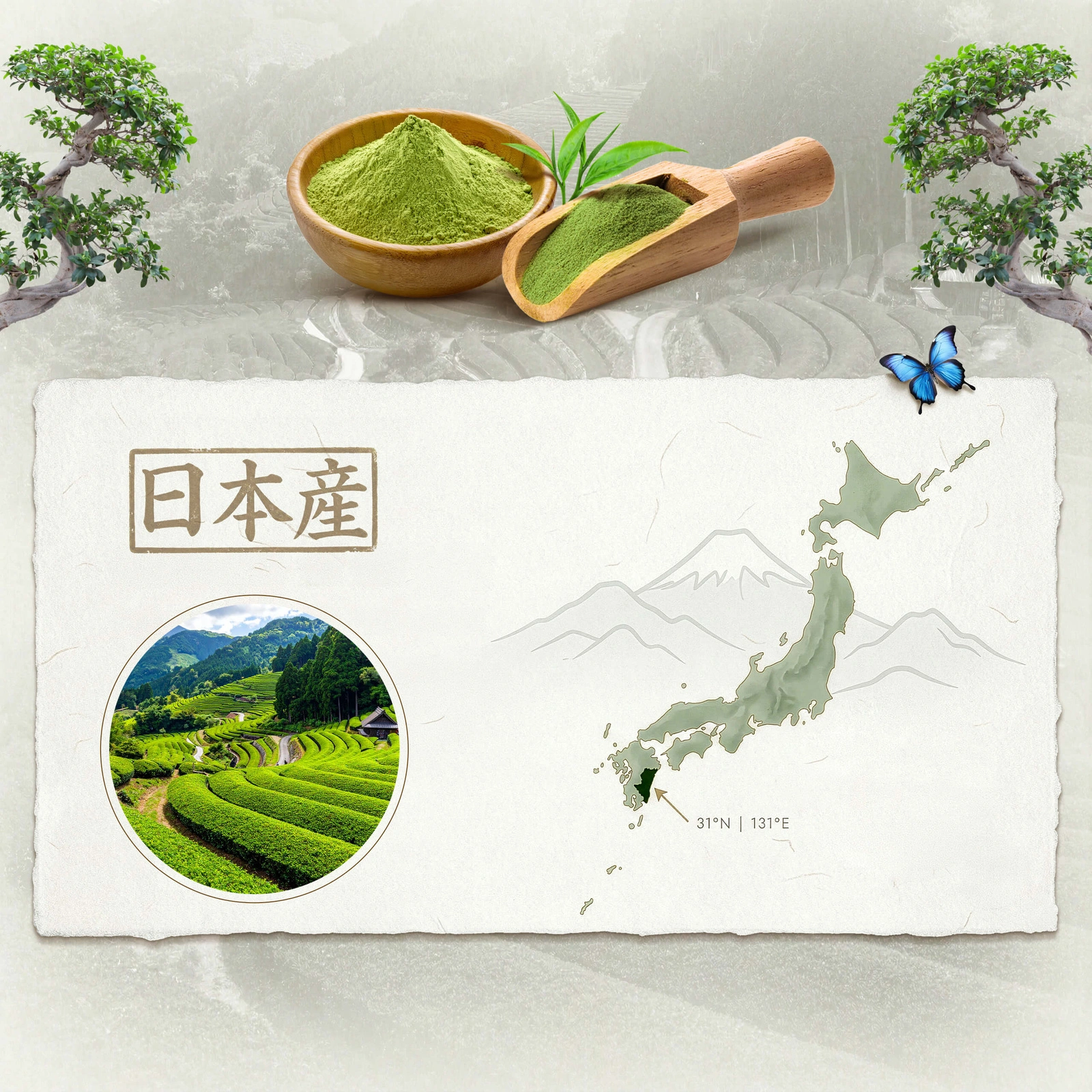 Matcha japonés ceremonial BIO Mary Rose