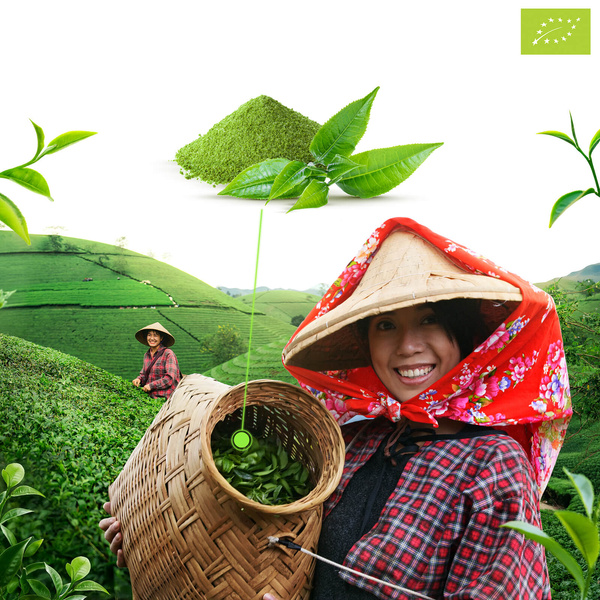 Mary Rose – Té verde Matcha Tenno japonés (BIO) Ceremonial 50 g
